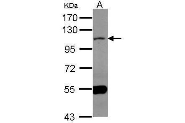 MAML1 Antikörper  (N-Term)