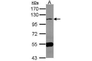 MAML1 抗体  (N-Term)