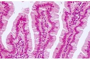 Anti-TCF7L2 antibody IHC of human small intestine. (TCF7L2 Antikörper  (N-Term))