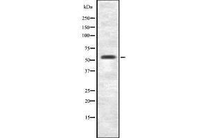 Western blot analysis FZD7 using RAW264. (FZD7 Antikörper  (C-Term))