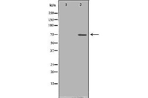 Western blot analysis of HepG2 cell lysate, using PADI4 Antibody. (PAD4 Antikörper  (N-Term))