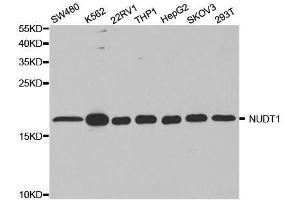 Western blot analysis of extracts of various cell lines, using NUDT1 antibody. (NUDT1 Antikörper  (AA 1-179))