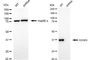 Western blotting analysis using HDHD5 antibody (ABIN7798836). (Rekombinanter Haloacid Dehalogenase-Like Hydrolase Domain-Containing 5 (HDHD5) Antikörper)