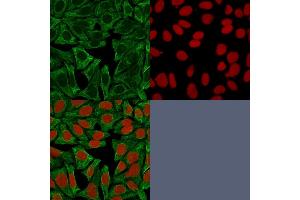 Confocal Immunofluorescence image of HeLa cells using Cytokeratin 18 Mouse Monoclonal Antibody (DE-K18) Green (CF488) and Reddot is used to label the nuclei. (Cytokeratin 18 Antikörper)