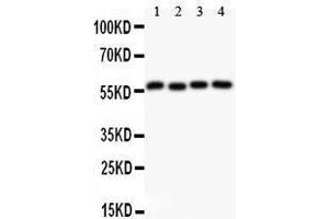 Observed bind size: 56KD (Cyclin B1 Antikörper  (AA 1-433))