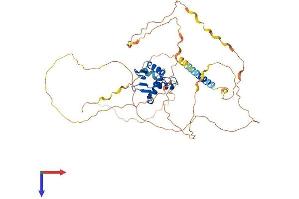 ETV1 Protein (AA 1-477) (His tag)