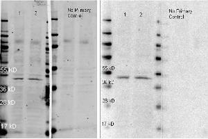 Western Blotting (WB) image for Goat anti-Rabbit IgG (Heavy & Light Chain) antibody (Atto 647N) - Preadsorbed (ABIN964991)