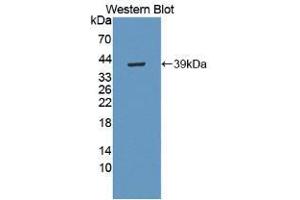 Western blot analysis of recombinant Human MBP. (MBP Antikörper  (AA 220-301))
