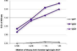 ELISA plate was coated with purified hamster IgG1, IgG2, and IgG3. (Maus anti-Hamster IgG2, IgG3 Antikörper (Biotin))