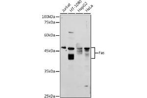 Western blot analysis of extracts of various cell lines, using Fas antibody (ABIN3020738, ABIN3020739, ABIN3020740, ABIN1512896 and ABIN6213700) at 1:1000 dilution. (FAS Antikörper  (AA 150-250))