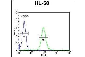 CSF2 Antibody (Center) (ABIN654647 and ABIN2844343) flow cytometric analysis of HL-60 cells (right histogram) compared to a negative control cell (left histogram). (GM-CSF Antikörper  (AA 59-85))