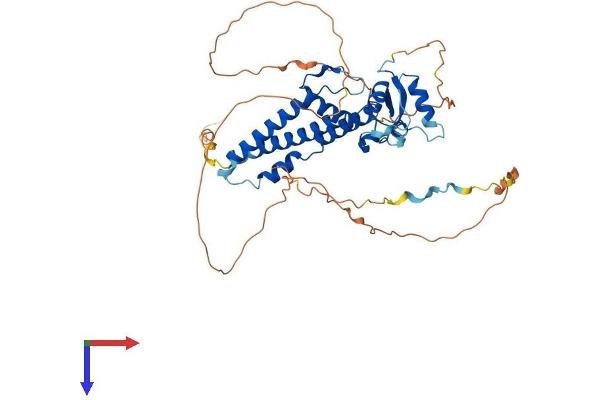 TFAP2A Protein (AA 1-437) (His tag)