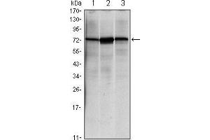Western blot analysis using HSPA5 mouse mAb against NIH/3T3 (1), Hela (2) and Jurkat (3) cell lysate. (GRP78 Antikörper)