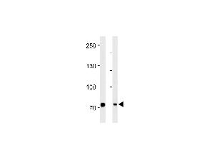 PID/MTA2 Antibody (C-term) (ABIN390610 and ABIN2840922) western blot analysis in Hela cell line and mouse brain tissue lysates (35 μg/lane). (MTA2 Antikörper  (C-Term))