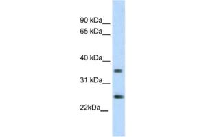 Western Blotting (WB) image for anti-Fas (TNFRSF6)-Associated Via Death Domain (FADD) antibody (ABIN2460186) (FADD Antikörper)