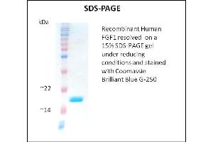 SDS-PAGE (SDS) image for Fibroblast Growth Factor 1 (Acidic) (FGF1) (Active) protein (ABIN5509277) (FGF1 Protein)