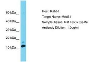Image no. 1 for anti-Mediator Complex Subunit 31 (MED31) (C-Term) antibody (ABIN6750371) (MED31 Antikörper  (C-Term))