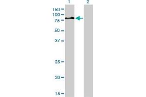 Western Blot analysis of DVL3 expression in transfected 293T cell line by DVL3 monoclonal antibody (M04A), clone 4H2. (DVL3 Antikörper  (AA 1-100))