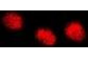 Immunofluorescent analysis of INTS10 staining in A549 cells.