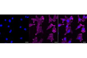 anti-Aquaporin 1 (Colton Blood Group) (AQP1) antibody