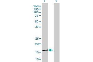 Western Blot analysis of CXCL9 expression in transfected 293T cell line by CXCL9 MaxPab polyclonal antibody. (CXCL9 Antikörper  (AA 23-125))