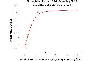 Immobilized Human PD-L1, Fc Tag (ABIN2181596,ABIN2181595) at 10 μg/mL (100 μL/well) can bind Biotinylated Human B7-1, Fc,Avitag (ABIN4948999,ABIN4949000) with a linear range of 0.