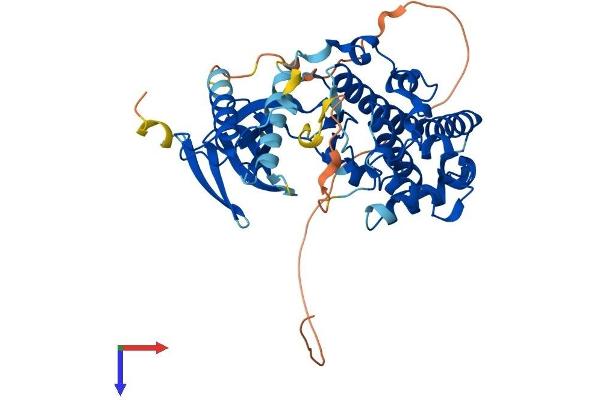 JNK Protein (AA 1-427) (His tag)