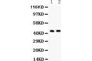 Anti- Cystathionase Picoband antibody, Western blotting All lanes: Anti Cystathionase  at 0. (CTH Antikörper  (AA 181-398))
