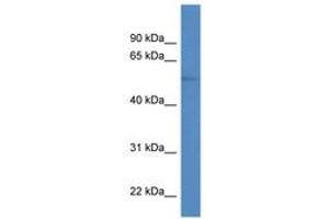 Image no. 1 for anti-Zinc Finger Protein ZIC 1 (ZIC1) (AA 50-99) antibody (ABIN6746062) (ZIC1 Antikörper  (AA 50-99))