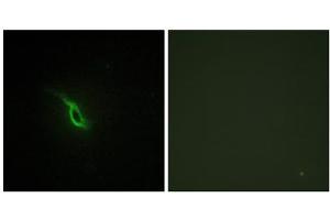 Immunofluorescence analysis of NIH/3T3 cells, using Adrenergic Receptor alpha -2A antibody. (ADRA2A Antikörper  (C-Term))