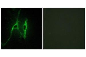 Immunofluorescence (IF) image for anti-Cytochrome b5 (CYTB5) (Internal Region) antibody (ABIN1850420) (Cytochrome b5 (CYTB5) (Internal Region) Antikörper)