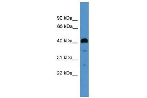 ITLN1 antibody used at 0. (ITLN1/Omentin Antikörper  (Middle Region))