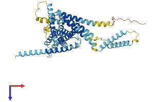 LMBR1L Protein (AA 1-489) (His tag)
