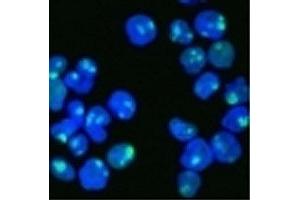 HeLa cells stained with AF488 labeled Nucleolin antibody. (Nucleolin Antikörper)