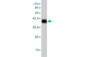 Western Blot detection against Immunogen (36. (EGR1 Antikörper  (AA 444-543))