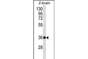 HOXD10 Antibody (C-term) (ABIN656539 and ABIN2845803) western blot analysis in zebra fish brain tissue lysates (35 μg/lane). (HOXD10 Antikörper  (C-Term))