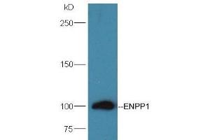 Mouse Kidney lysates probed with Rabbit Anti-ENPP1 Polyclonal Antibody, Unconjugated (ABIN2173834) at 1:300 overnight at 4 °C. (ENPP1 Antikörper  (AA 251-350))