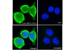 ABIN185461 Immunofluorescence analysis of paraformaldehyde fixed MCF7 cells, permeabilized with 0. (ERBB3 Antikörper  (C-Term))