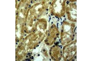 Immunohistochemical analysis of c-Myc staining in mouse kidney formalin fixed paraffin embedded tissue section. (c-MYC Antikörper)