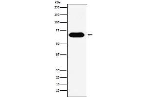 Western blot analysis of RNF8 expression in human fetal kidney lysate.