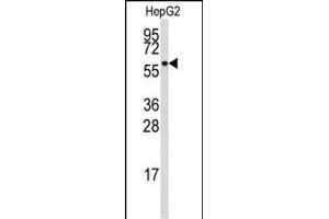 Western blot analysis of anti-ALDH4A1 Antibody (Center) (ABIN392357 and ABIN2841996) in HepG2 cell line lysates (35 μg/lane). (ALDH4A1 Antikörper  (AA 288-314))