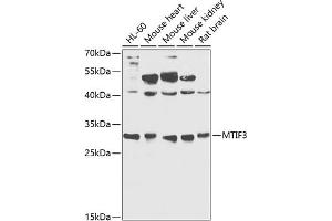 Western blot analysis of extracts of various cell lines, using MTIF3 antibody  at 1:1000 dilution. (MTIF3 Antikörper  (AA 1-278))