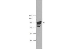 Image no. 1 for anti-Programmed Cell Death 6 Interacting Protein (PDCD6IP) antibody (ABIN205495) (ALIX Antikörper)