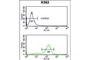 SDS Antibody (N-term) (ABIN652984 and ABIN2842624) flow cytometry analysis of K562 cells (bottom histogram) compared to a negative control cell (top histogram).