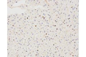 Immunohistochemistry analysis of paraffin-embedded mouse liver using LC3A/B Polyclonal Antibody at dilution of 1:500. (LC3A / LC3B Antikörper)