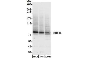 anti-HBS1-Like (HBS1L) (AA 150-200) antibody