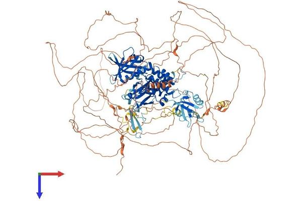 FRMPD4 Protein (AA 1-1320) (His tag)