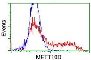 HEK293T cells transfected with either RC208648 overexpress plasmid (Red) or empty vector control plasmid (Blue) were immunostained by anti-METT10D antibody (ABIN2455783), and then analyzed by flow cytometry. (METTL16 Antikörper)