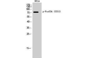 Western Blotting (WB) image for anti-Forkhead Box O3 (FOXO3) (pSer253) antibody (ABIN3182014) (FOXO3 Antikörper  (pSer253))