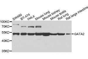 Western blot analysis of extracts of various cell lines, using GATA2 antibody.